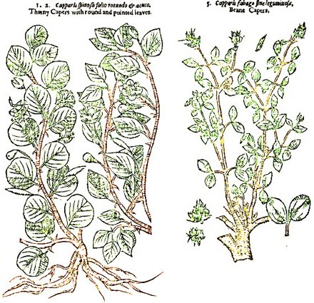 Types of Caper Plants